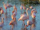 Greater Flamingo (WWT Slimbridge 2013) - pic by Nigel Key